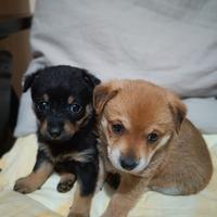 Cucciole due mesi