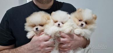 Spitz di Pomerania Mini