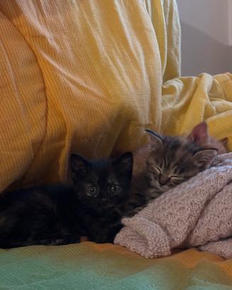 Gattini appena svezzati