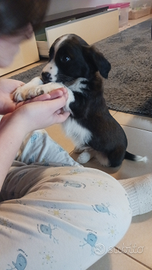 Cucciolotto di beagle e Border Collie