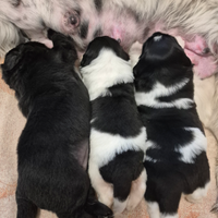 Disponibili Cuccioli di Terranova