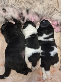 Disponibili Cuccioli di Terranova