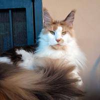 Femmina maine coon adulta sterilizzata
