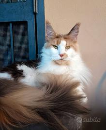 Femmina maine coon adulta sterilizzata