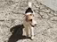 Immagine 3