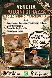 Collo nudo di Transilvania in purezza