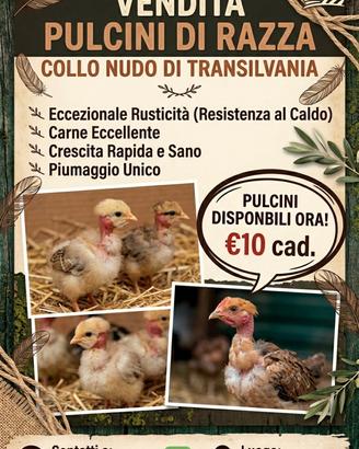 Collo nudo di Transilvania in purezza