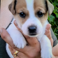 Cucciolo jack Russel