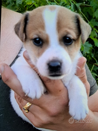 Cucciolo jack Russel