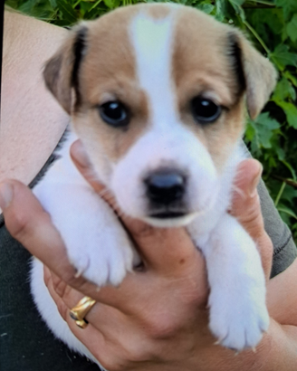 Cucciolo jack Russel