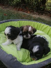 Shih Tzu cuccioli
