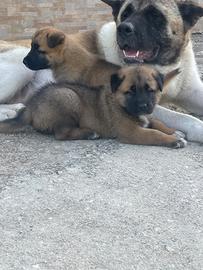 Cuccioli incrocio akita americano