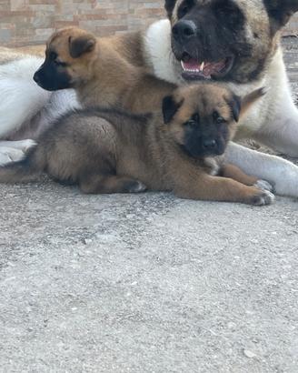 Cuccioli incrocio akita americano