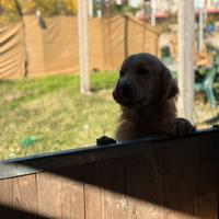 Golden Retriever Americano