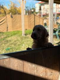 Golden Retriever Americano