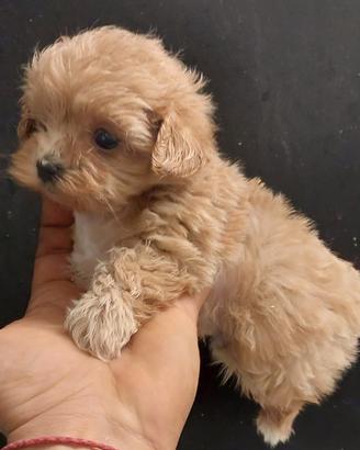 Maltipoo disponibili genitori visibili