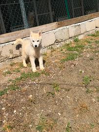 Siberian Husky con pedigree completi di documenti