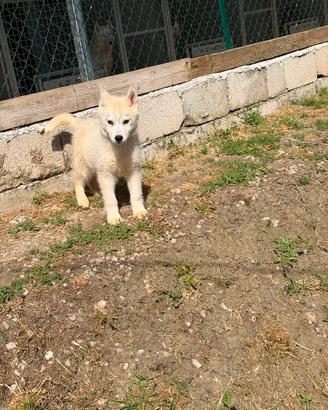 Siberian Husky con pedigree completi di documenti