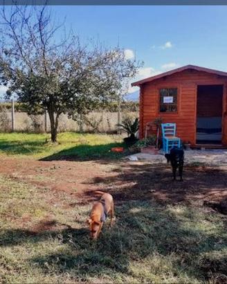 pensione per cani 