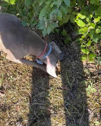 Cucciolo di Weimaraner