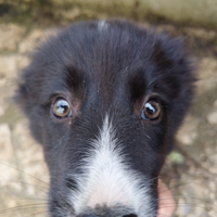Border collie