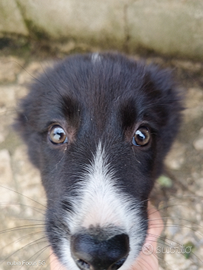 Border collie