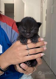 Cuccioli di maine coon