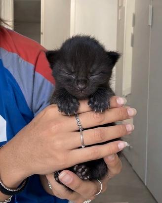 Cuccioli di maine coon