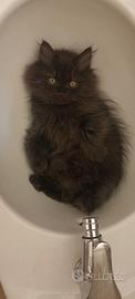 Cuccioli superccoloni