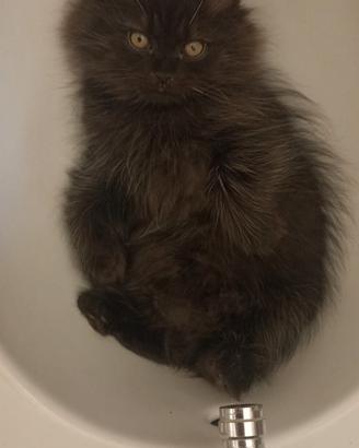 Cuccioli superccoloni