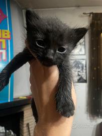 3 gattini neri