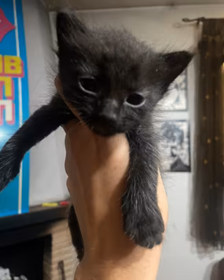 3 gattini neri