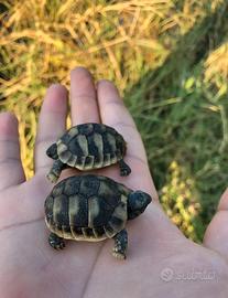 Mini Tartarughe di Terra
