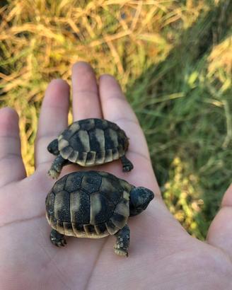 Mini Tartarughe di Terra