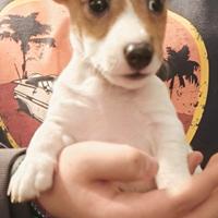 Cuccioli di Jack Russell