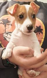 Cuccioli di Jack Russell