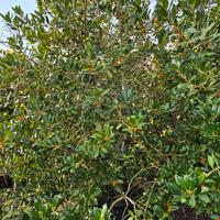 occasioni Ilex Aquifolium per rinnovo vivaio