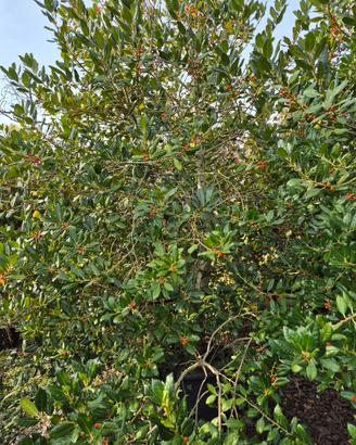 occasioni Ilex Aquifolium per rinnovo vivaio