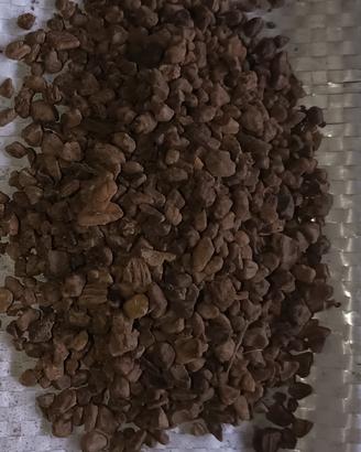 nocciolino di olive