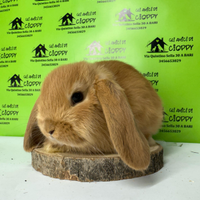 Conigli ariete nano e mini lop