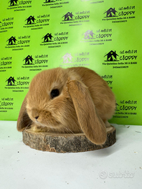 Conigli ariete nano e mini lop