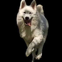 Ultima cucciola disponibile