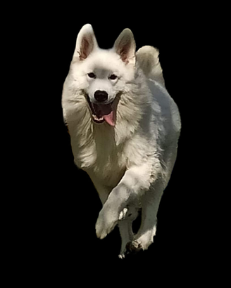 Ultima cucciola disponibile