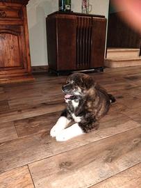 Cucciolo Akita inu