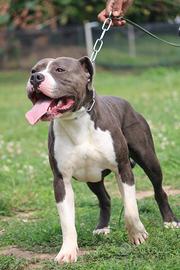 Amstaff disponibile per monta