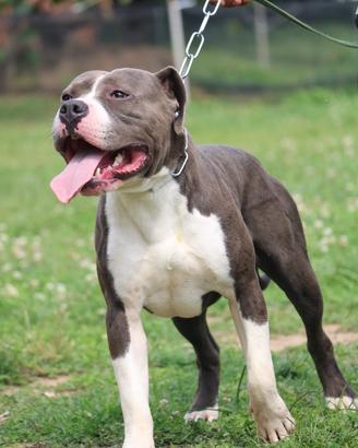 Amstaff disponibile per monta
