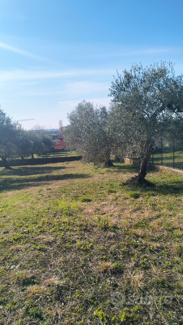 Terreno agricolo con ulivi - Vista 3