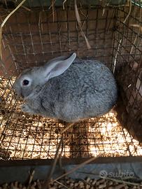 Conigli 2/2.2 kg