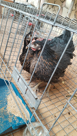 Pollastre è pulcini