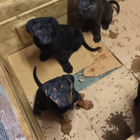 Vendita cuccioli cane corso